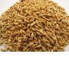 Barley