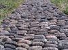 Dried Sea Cucumber