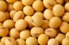 Quality Soybeans / Soyabeans for Human Consumption