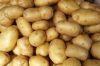 New Harvest Fresh Potato