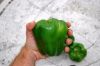 Fresh Green Bell Pepper / Fresh Capsicum / Fresh Pepper / Frozen Pepper