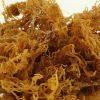 sea moss