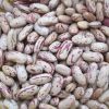 Kidney beans