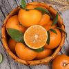Fresh Valencia and Naval Oranges for Sale
