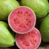 Rich Quality Good Taste Fresh Fruit Red Guava