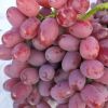 South africa supplier grape fresh grape new season sweet fresh grape