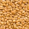High Quality Milling Wheat