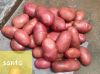 Fresh Potatoes 10% off