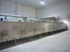 Vegetable dryer / Onion dryer / carrot dryer