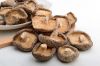 DRIED SHIITAKE MUSHROM FROM VIETNAM