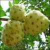 Organic Noni Fruit Powder