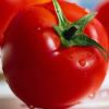 FRESH ORGANIC TOMATOES, VEGETABLES, FRUITS, SALAD, GREEN LEAVES, AGRICULTURE