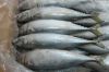 FROZEN PACIFIC MACKEREL (SCOMBER JAPONICUS) Canned Mackerel For Sale