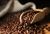 Cheap Robusta Coffee Beans at whole sale price