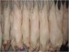 Halal Frozen sheep carcass with skin