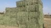 Rhodes Grass