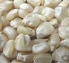 White Maize Or Corn