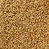 Top quality BARLEY