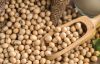 Soybean, (Glycine max), also called soja bean or soya bean