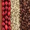 Pure natural and organic US$5 per kg arabica green coffee bean