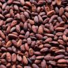 Roasted Cocoa Beans