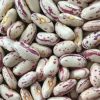 Wholesale Pinto Bean Red Speckled Kidney Beans for Sale