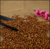 Wholesale High Quality Buckwheat With Best Price