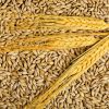 High quality Argentine Barley