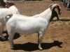 Boer Goats and Kalahari goats for sale