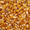 Yellow Corn , Yellow Maize , Non GMO Yellow Corn