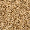 Organic Premium Barley for Malt/Malted Barley for Sale