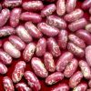 High Quality speckled light, Red, Black & White Kidney Beans