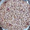 south Africa Light Speckled Kidney Beans