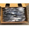 Frozen Fish Bonito Tuna Factory Price