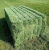Super Top Quality Alfafa Hay for Animal Feeding Stuff Alfalfa / Timothy / Alfalfa Hay