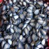 Melon/Watermelon Seeds ( White, Black, Red ) For Sale