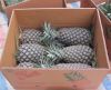 Fresh Sweet Pineapples