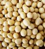Dried Soybean- Soybean Seed