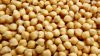 Best Grade Taste Healthy and Tasty Chickpeas for sale