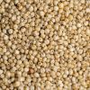 Sorghum