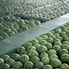 Fresh Melons