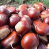 QUALITY BULK CHESTNUT FOR SALE