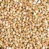 Wholesale High Quality Buckwheat With Best Price