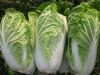 Fresh Celery Cabbage , CELERY CABBAGE, New harvest fresh celery cabbage