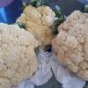 Wholesale Cauliflower/ Fresh Cauliflower Vegetable / Fresh Frozen Cauliflower