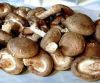 Natural magic mushrooms dried with good quality