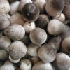 Frozen Straw Mushroom