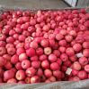 FRESH APPLES / FUJI / GALA / HUANIU / GOLDEN / QINGUAN / RED DELICIOUS APPLES