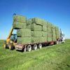 Alfalfa Hay, High quality Alfalfa bales