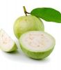 Fresh Guava